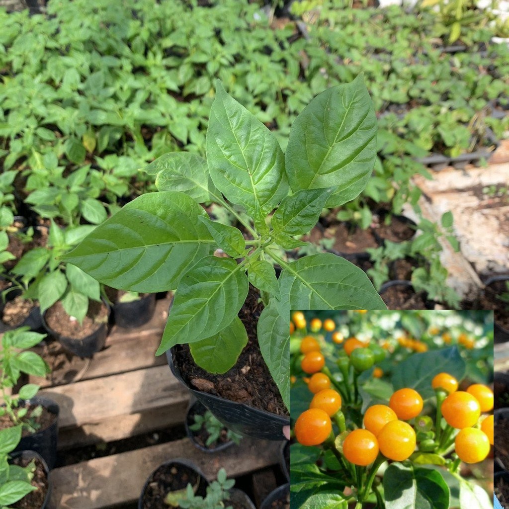 Giống Ớt Mắc Nhất Thế Giới Aji Charapita