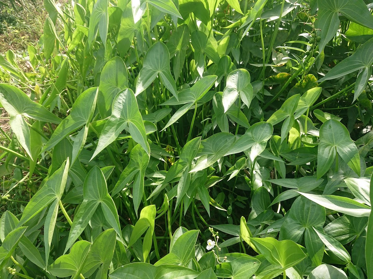 Hạt giống cây kèo nèo (gói 0.1gram)