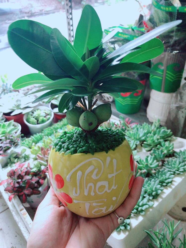 Chậu Cây May Mắn Phát Tài
