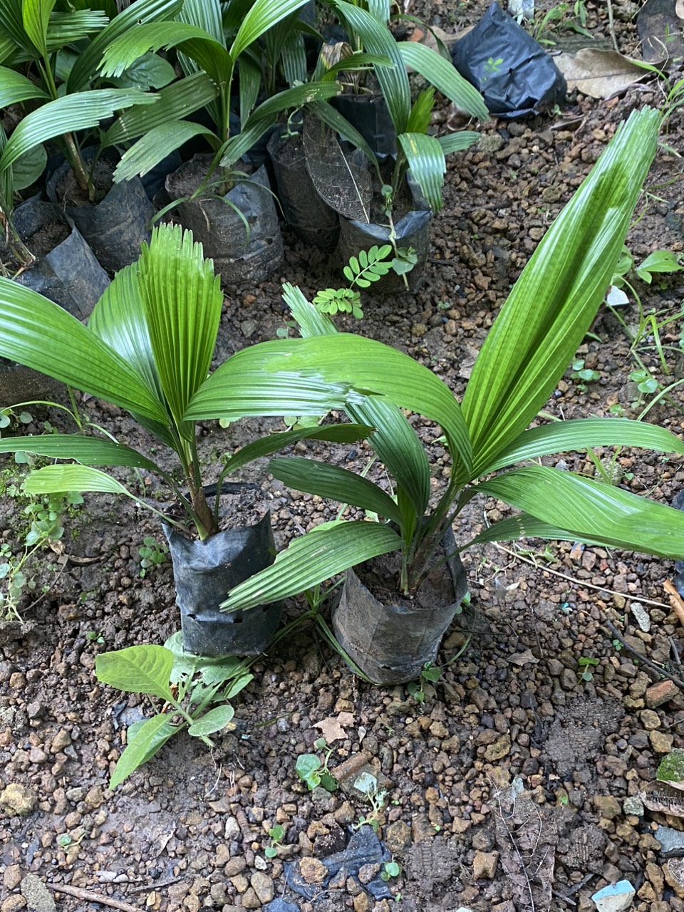 cây kè nhật trồng phong thuỷ