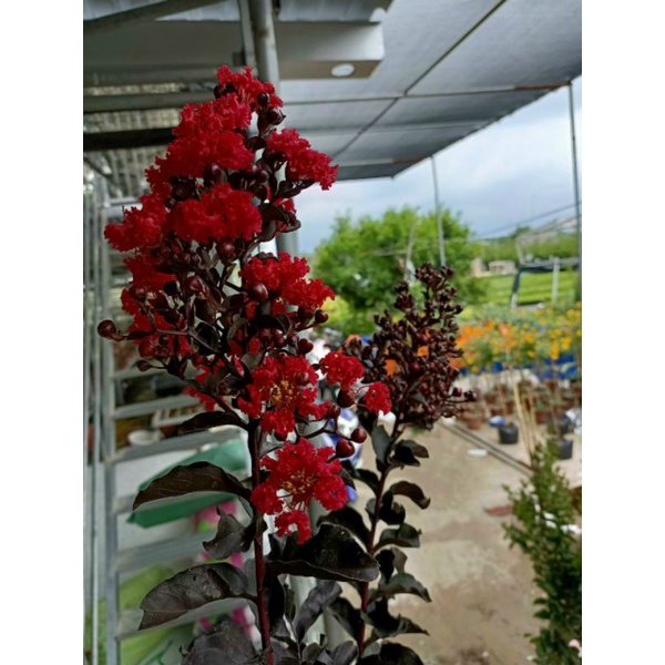 Tường vy huyết long cao 1m