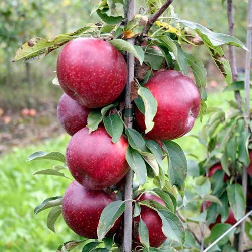 Hạt Giống Táo Đỏ Lùn (tặng kèm phân bón)