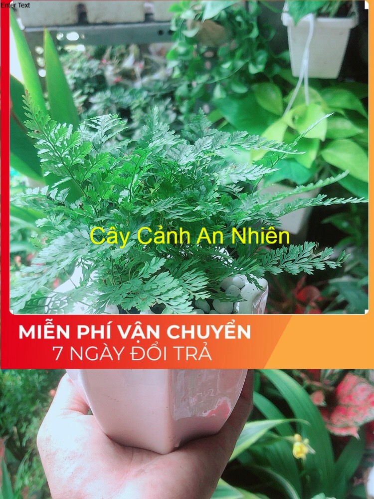 Chậu cây dương sỉ
