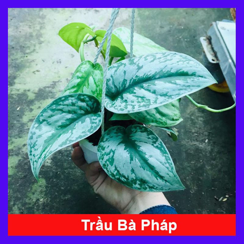 Cây trầu bà pháp - Cây cảnh trong nhà
