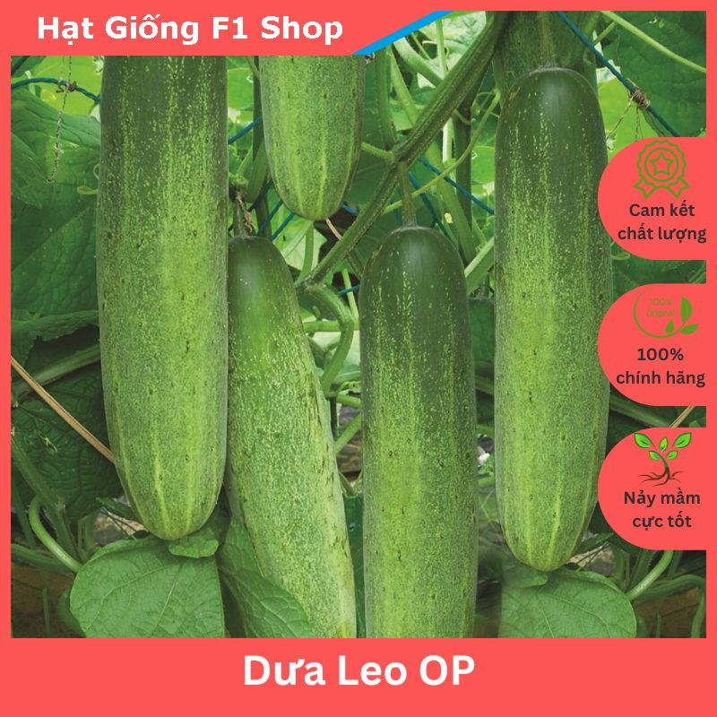 Hạt Giống Dưa Leo OP Xanh Giòn