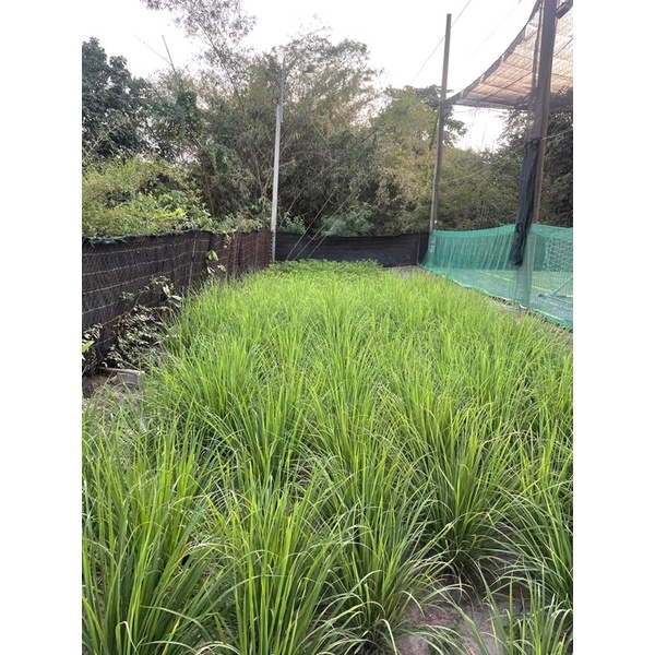 Cây sả giống có rễ- Đuổi côn trùng-Làm Cảnh