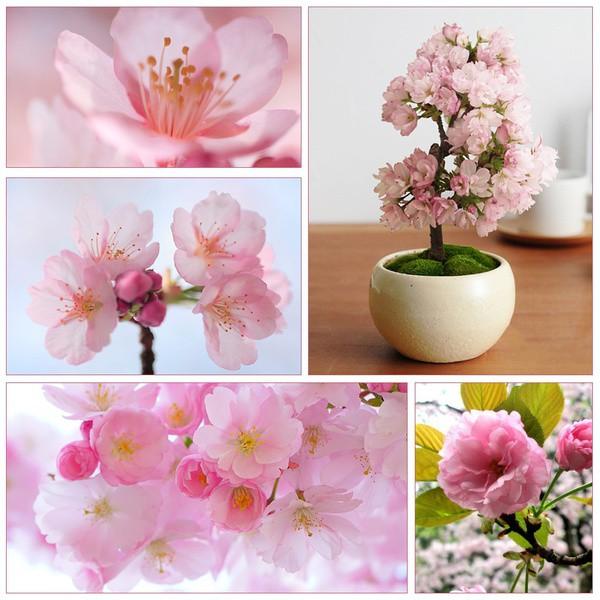 [ SP Mới Về] - Hạt giống hoa anh đào