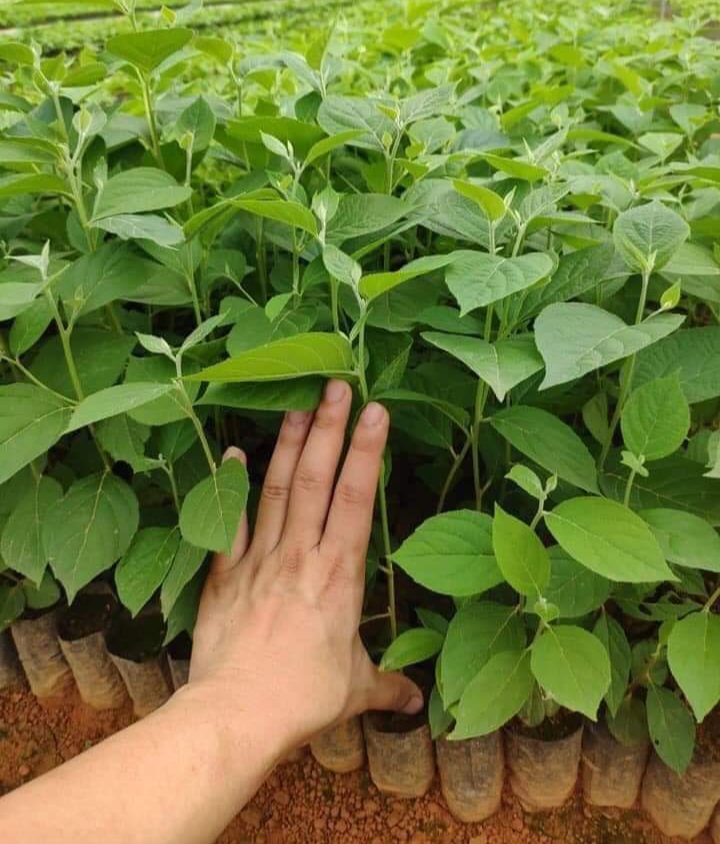 200gram hạt giống bồ đề