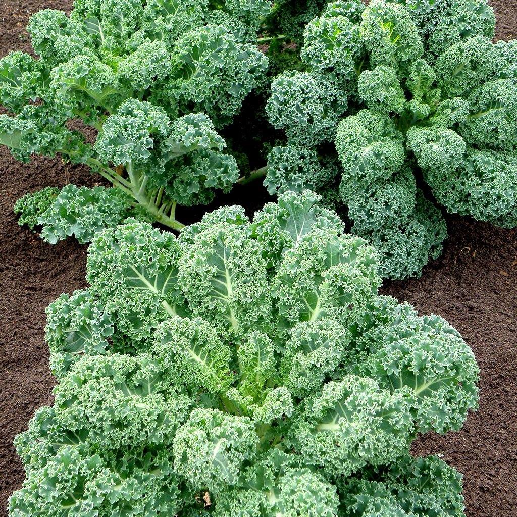 HẠT GIỐNG CẢI KALE XOĂN XANH
