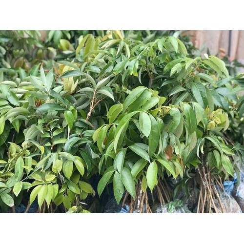 Cây giống vải thiều thanh hà