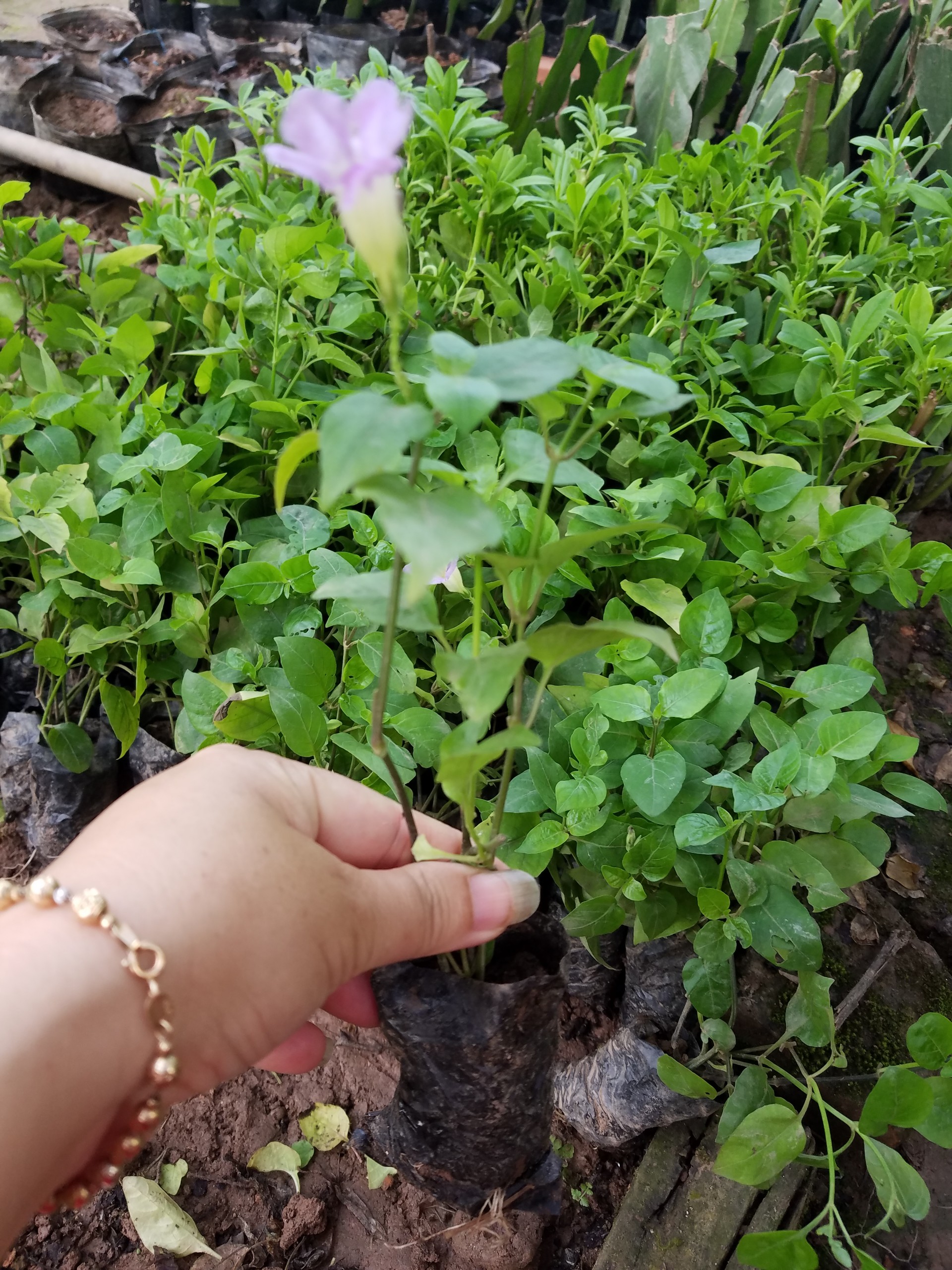 Combo 3 loai rau rừng ( Cải nhật, ngót nhật, sâm đất )