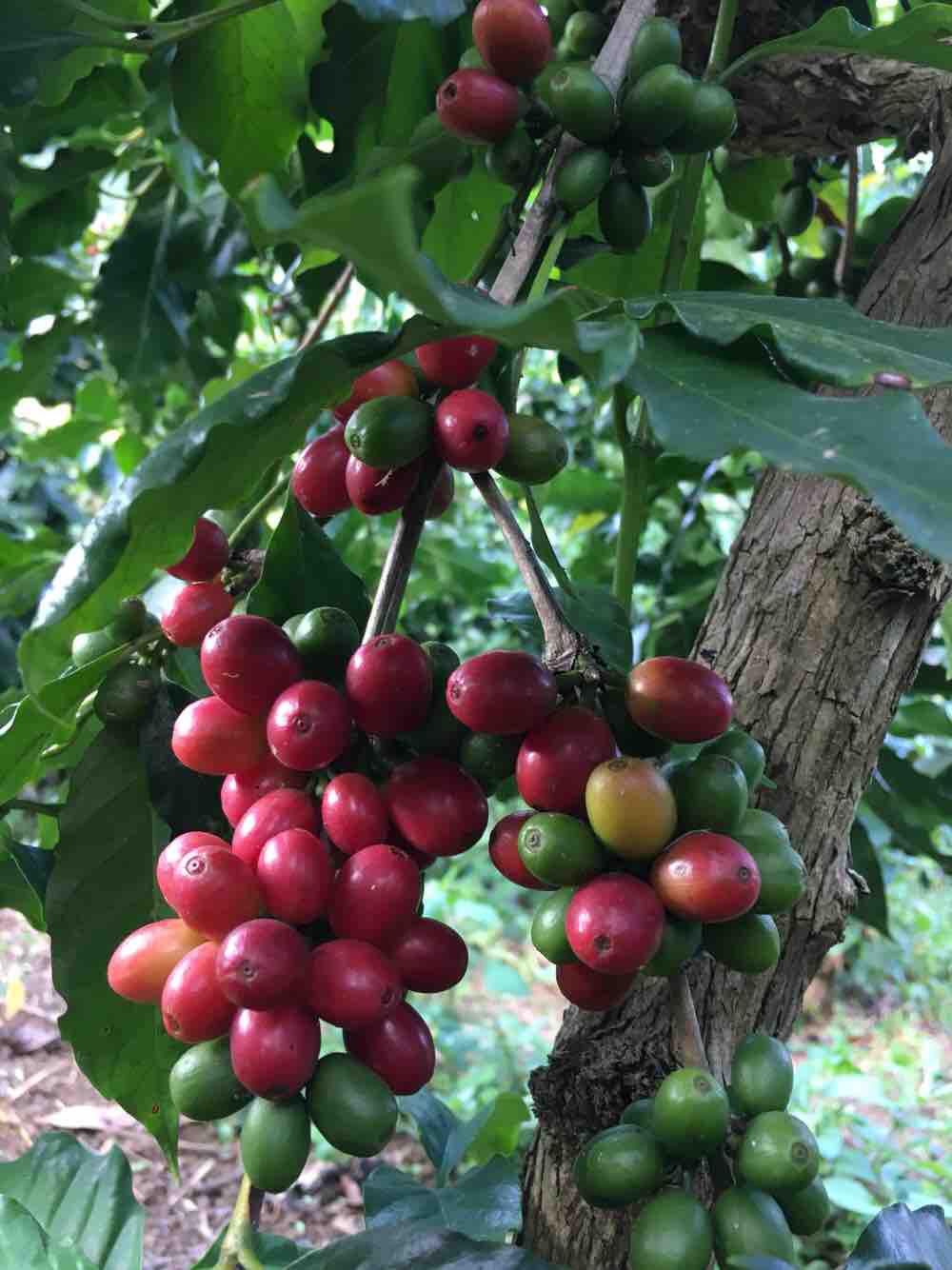 Cà phê nhân arabica sơn la 5kg honey