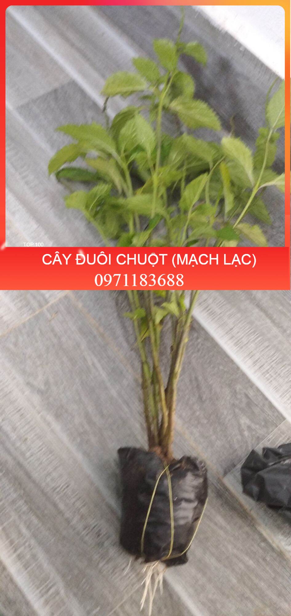 👉🌱🌱🌱👍 Combo 5 cây đuôi chuột hoa tím (Cây mạch lạc)