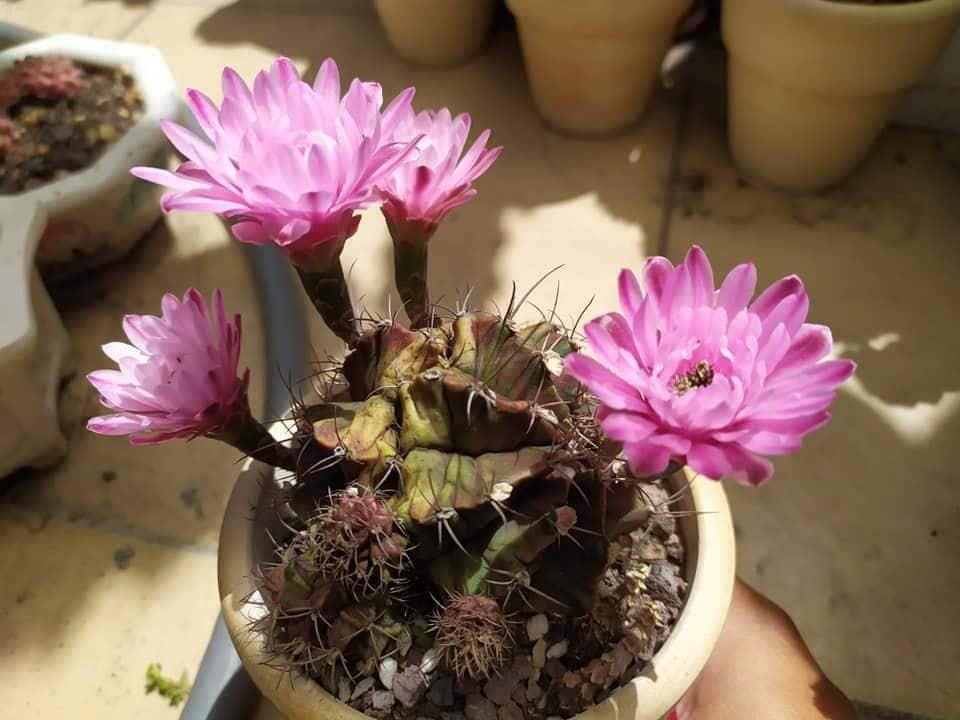 Xương rồng gấm kali (size 3-4cm size)
