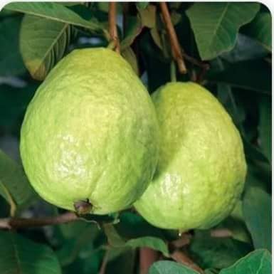 Cây giống ổi sẻ