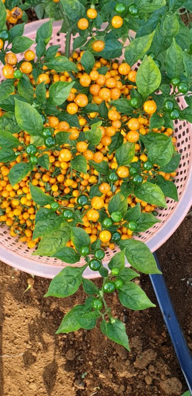 Hạt Giống Ớt Mắc Nhất Thế Giới-(Ớt Peru Aji Charapita) 5 Hạt