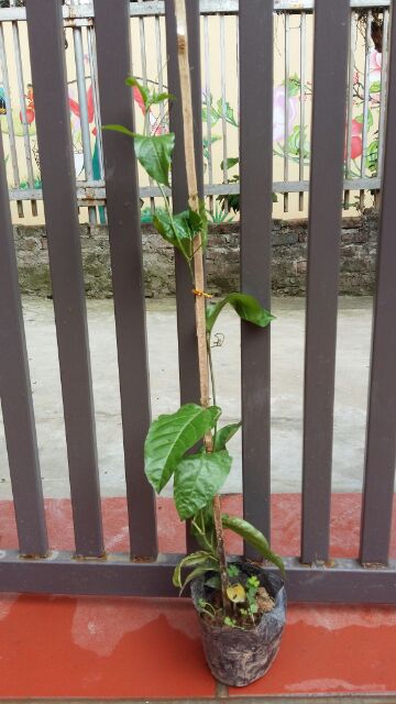 Cây Chanh Leo Cây Bán H5