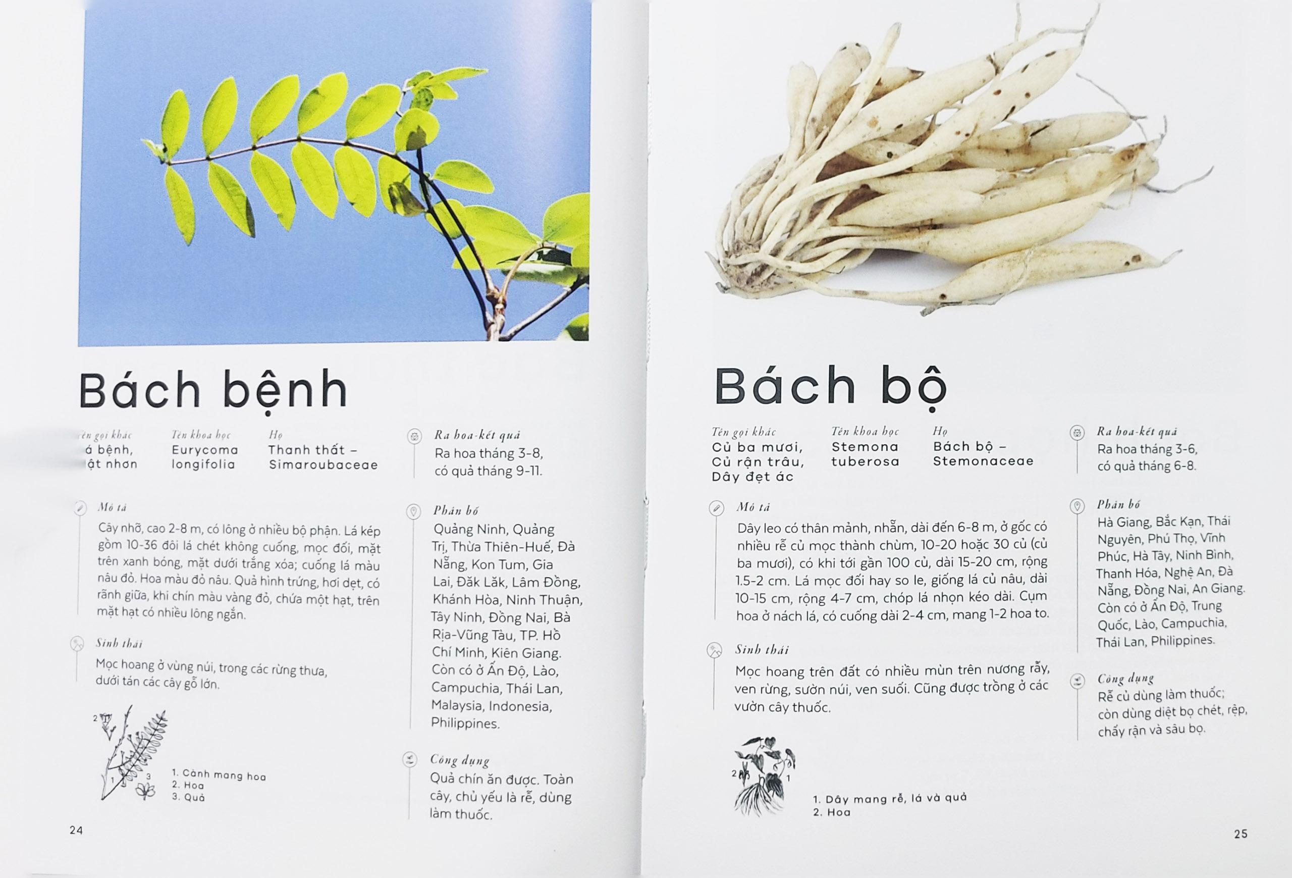 Sách - Các loài cây Việt Nam (Nhã Nam)