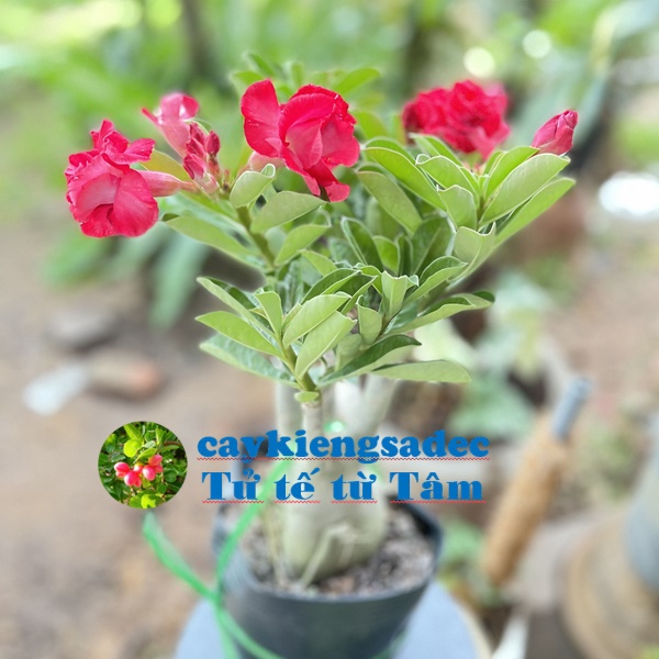 caykiengsadec - Cây hoa sứ Thái đỏ - tặng phân bón - hoa kiểng lá - trang trí nội thất cảnh quan sân vườn ngoài trời