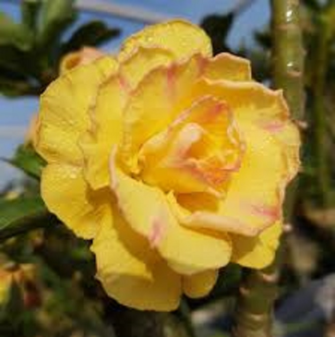 Cây sứ thái kép " YẾN NHI 3 " - cây to khỏe, cam kết mặt hoa - CÂY Y NGUYÊN HÌNH uh tín chất lượng