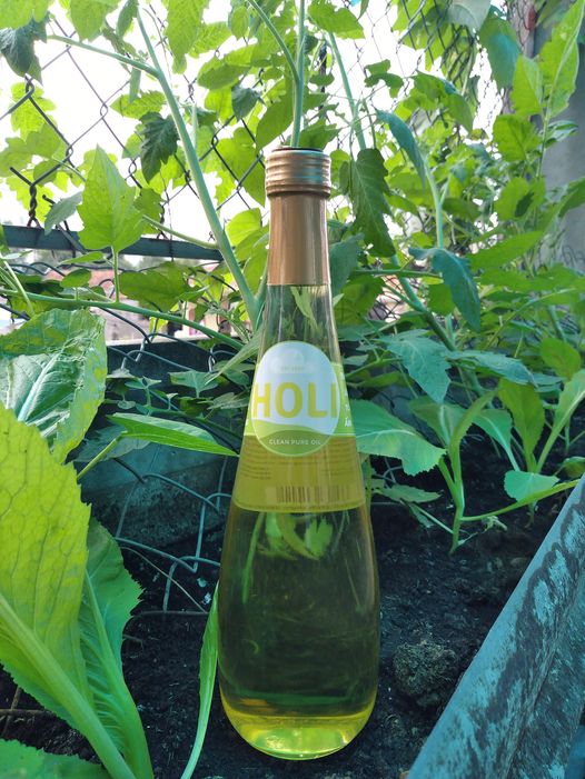 Dầu lạc nguyên chất ép lạnh Holi 500ml