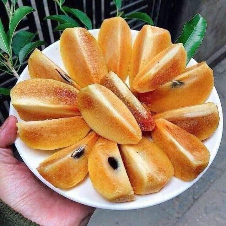 GIỐNG CÂY HỒNG XIÊM XOÀI (GIỐNG GHÉP MAU TRÁI)