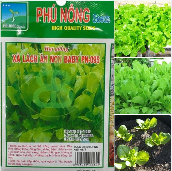 "gói 10gram "hạt giống xà lách baby ăn non