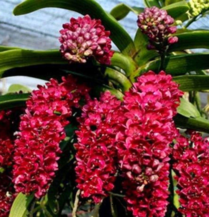 lan đai trâu nghinh xuân,ngọc điểm đang nứt nụ, hàng gửi di nguyên chậu có đủ mặt hoa, được chọn màu, gái siêu rẻ