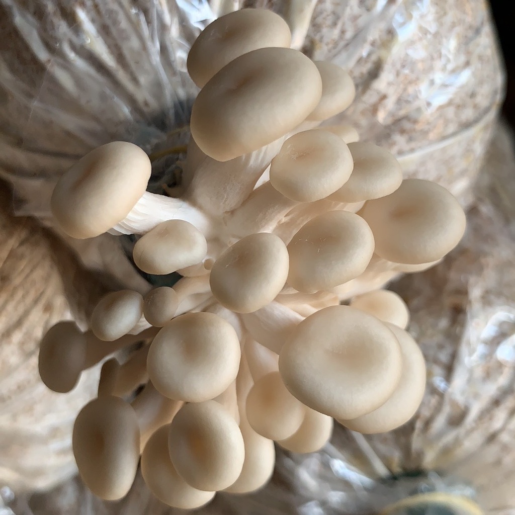 Phôi nấm Sò (1 kiện 14 bịch phôi)