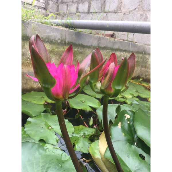 hai cây giống hoa súng đài hồng