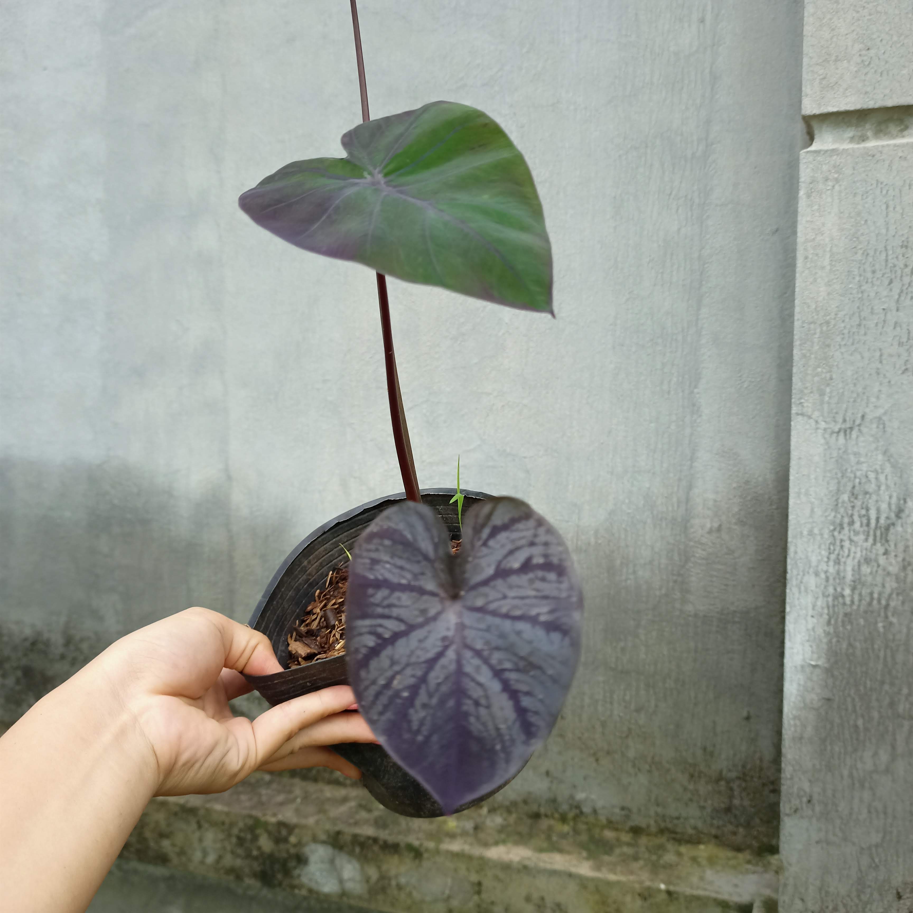 Chậu cây alocasia black coral