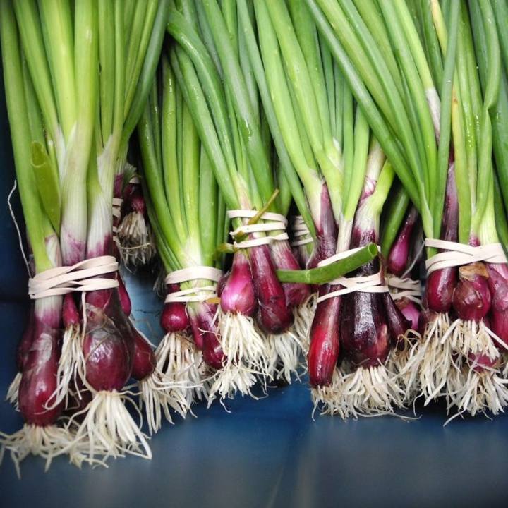 Hạt giống hành lá cao sản gốc tím Violet VTS123 | Phởms Market