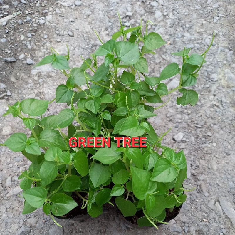 Cây giống rau càng cua
