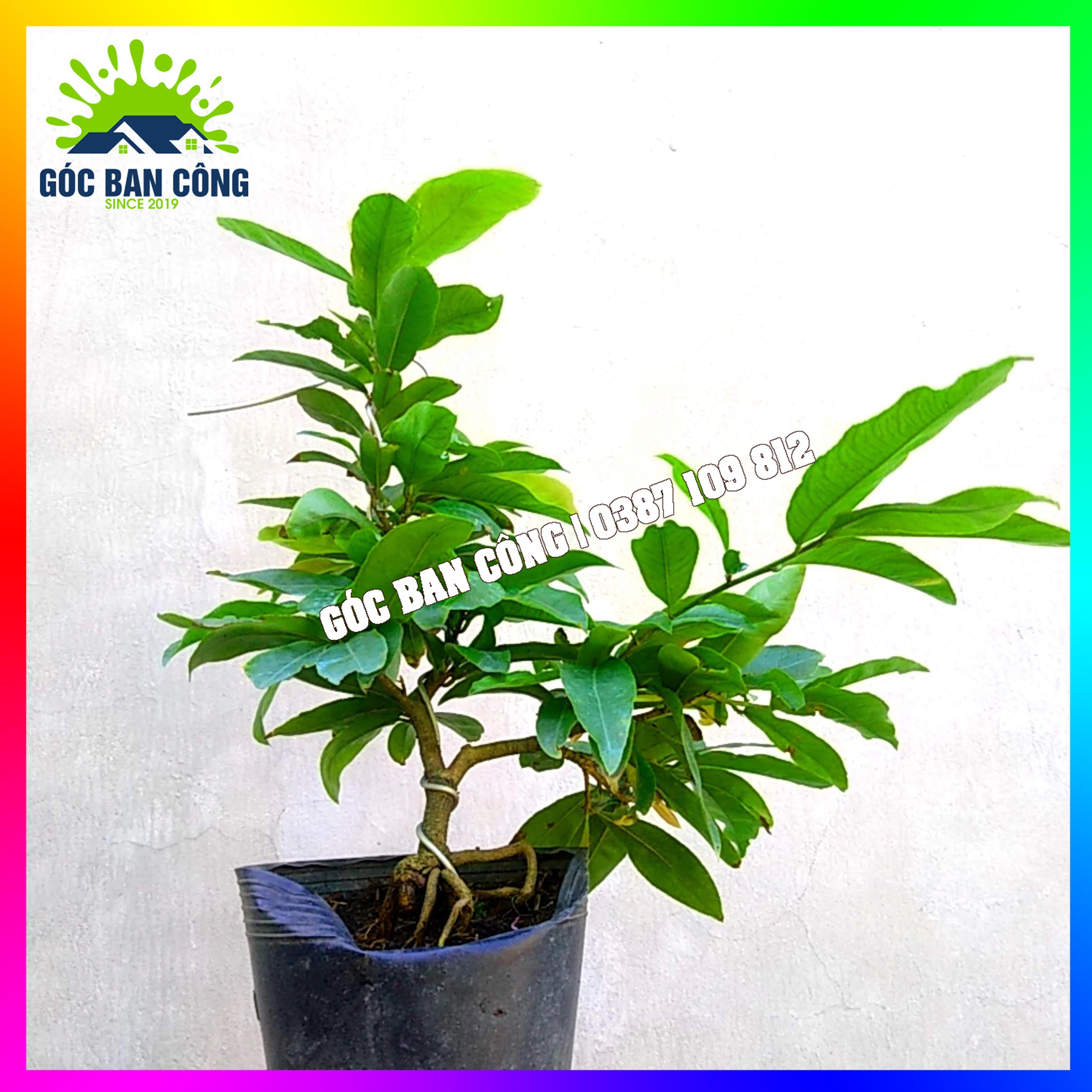 Mai Vàng Bonsai Mini