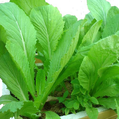 hạt giống rau cải ngọt - gói 20gr.