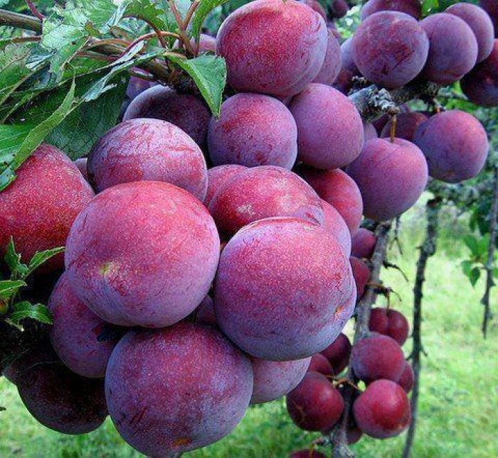 CÂY GIỐNG MẬN HẬU-MẬN TAM HOA