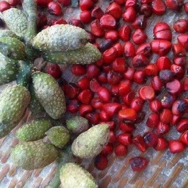 100G HẠT DỔI TÂY BẮC