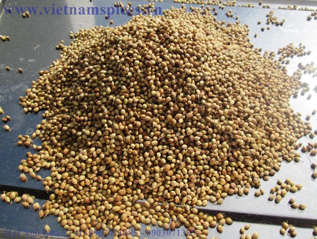 Hạt ngò lớn ngò gai 200gram