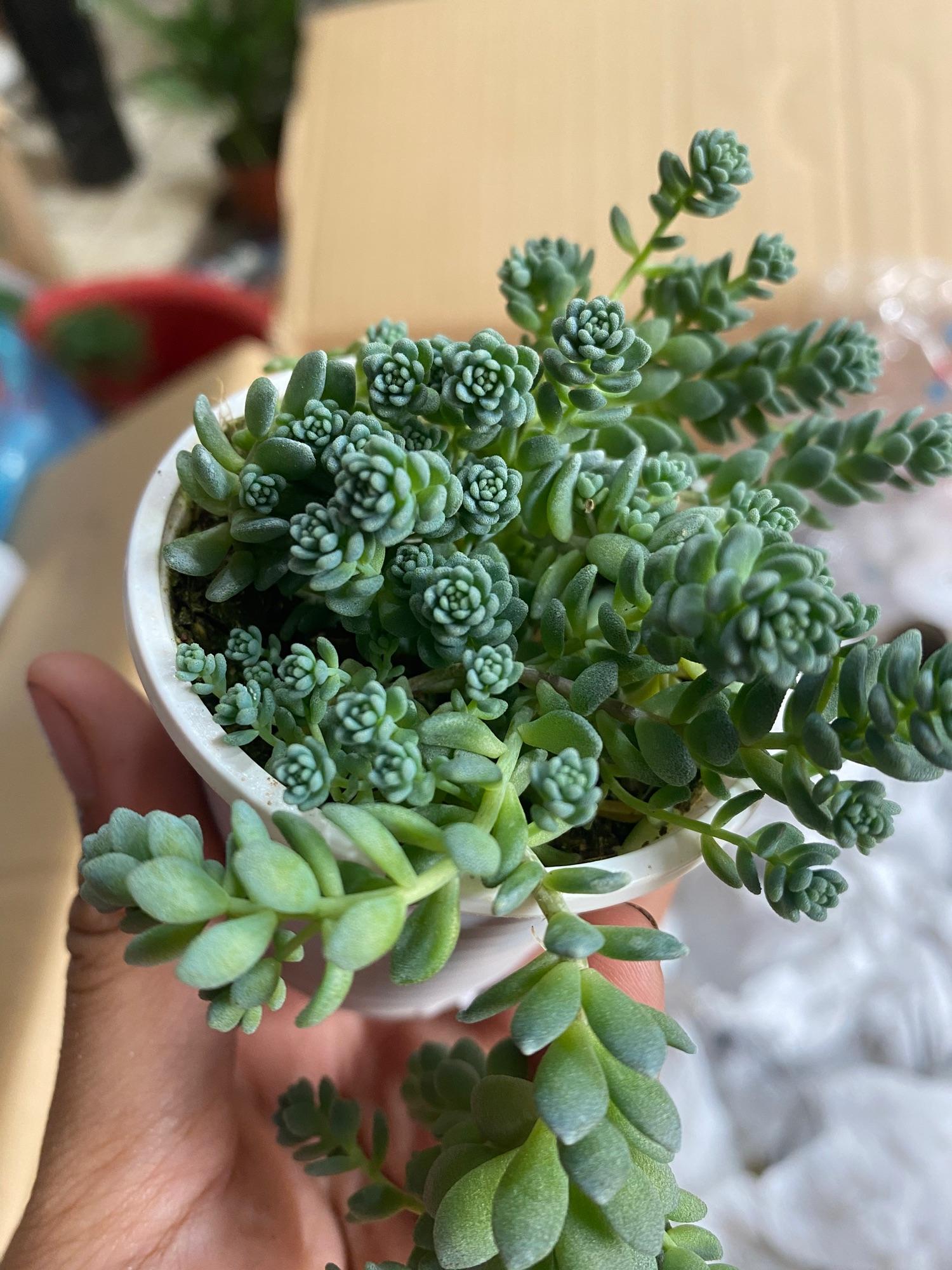 SEN ĐÁ SEDUM HOA HỒNG - Nhỏ