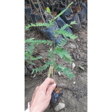 Cây giống bồ kết nếp