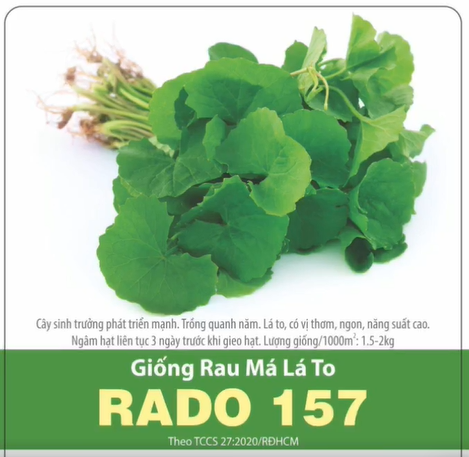 Hạt Giống Rau Má Lá To 1gr