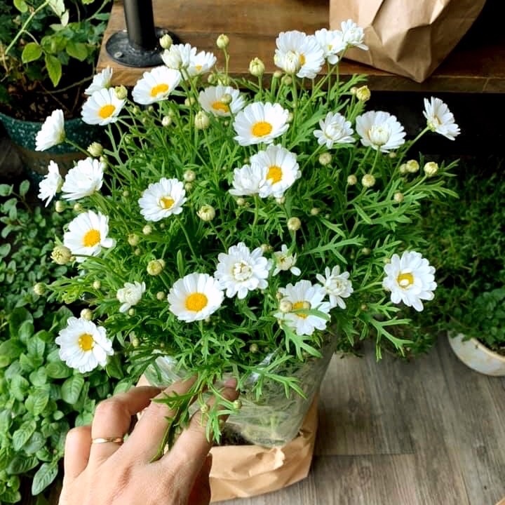 Gói 0,1gr hạt giống hoa cúc hoạ mi trắng