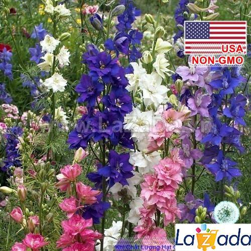 50h Hạt Giống Hoa Phi Yến Mix Màu (TLB3| -KD: B15*V45*M177)
