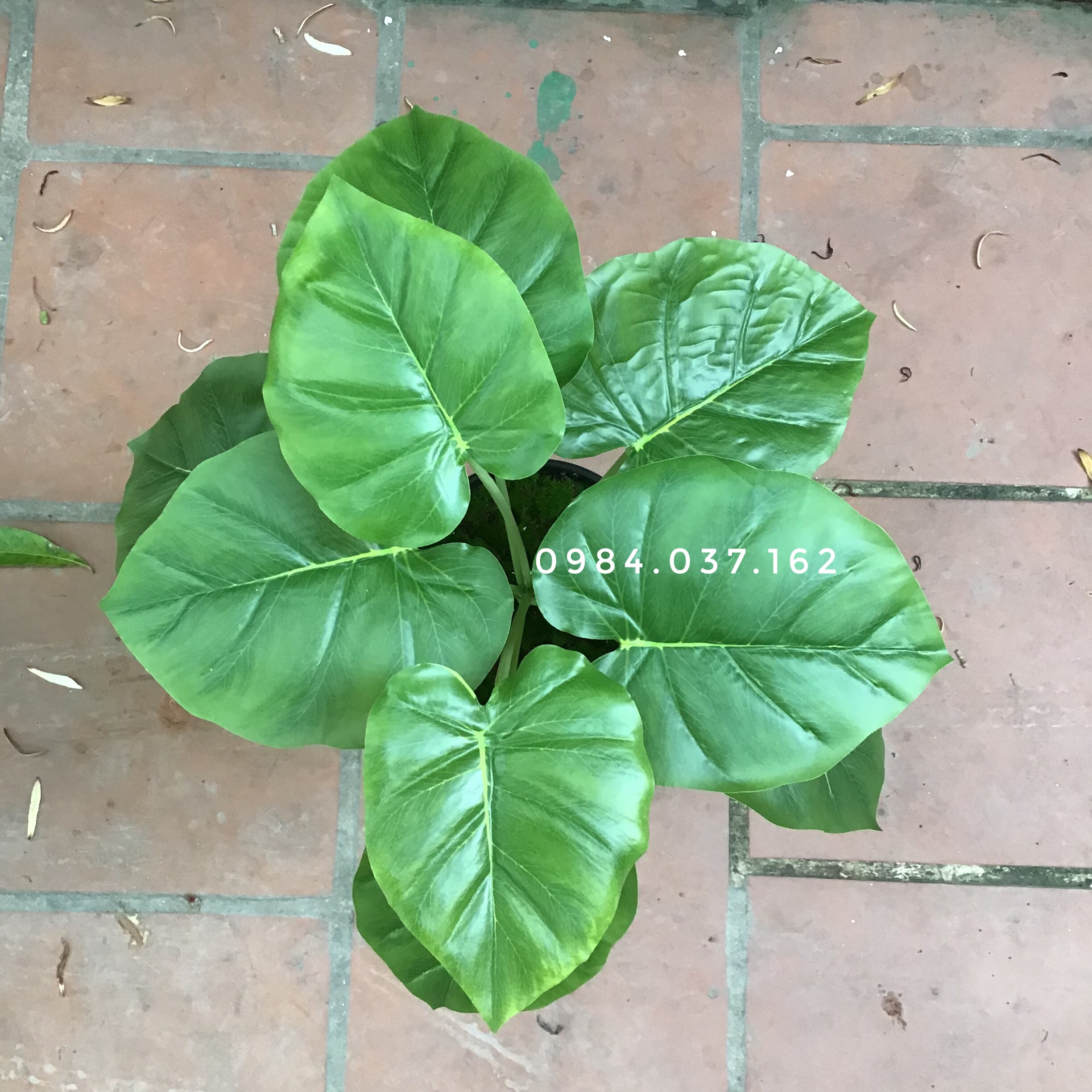 Cây trầu bà giả trang trí, Cây giả