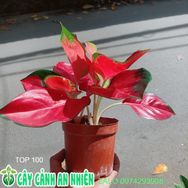 Vạn lộc đỏ