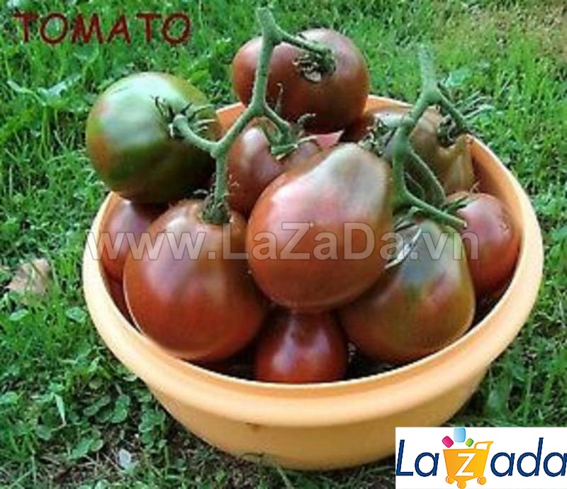 30h Hạt Giống Cà Chua Lê ĐẠI (A3.402| B42*W62*M178)