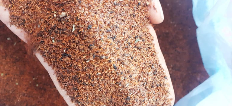 Hạt giống bạch đàn đỏ