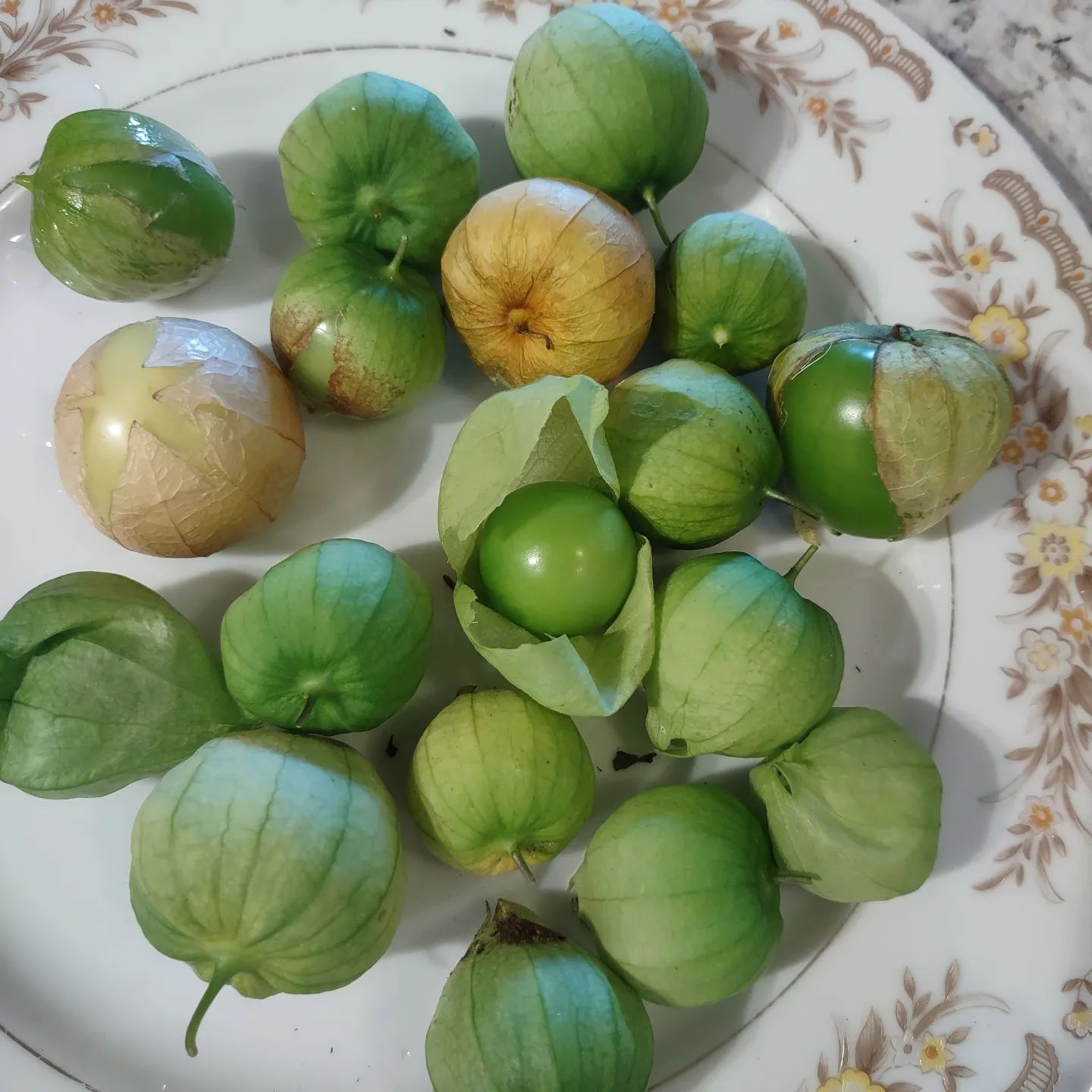 Hạt giống thù lù xanh Nam Mỹ (Tầm Bóp)