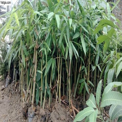 MĂNG TRE BÁT BỘ CÂY GIỐNG
