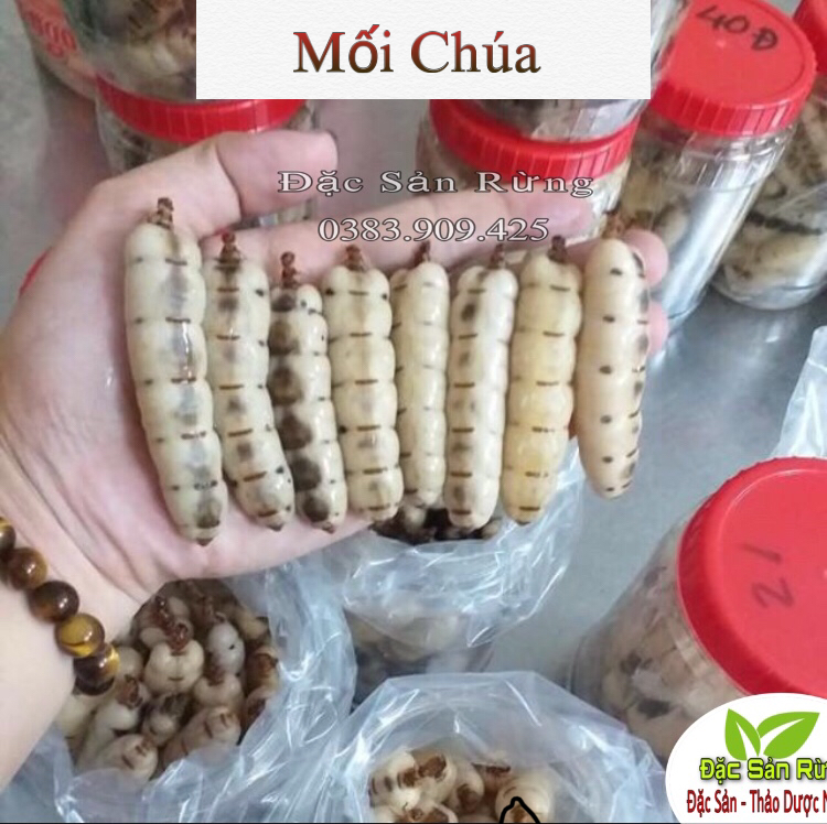 Mối Chú.a ( 10 Con Loại To ) - Bổ Thận  , Tăng Sly, Thảo Dược ĐSR